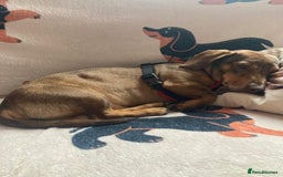 Dachshund dogs for sale: 3 male 2 female dashound puppies ready to go. - Image 24
