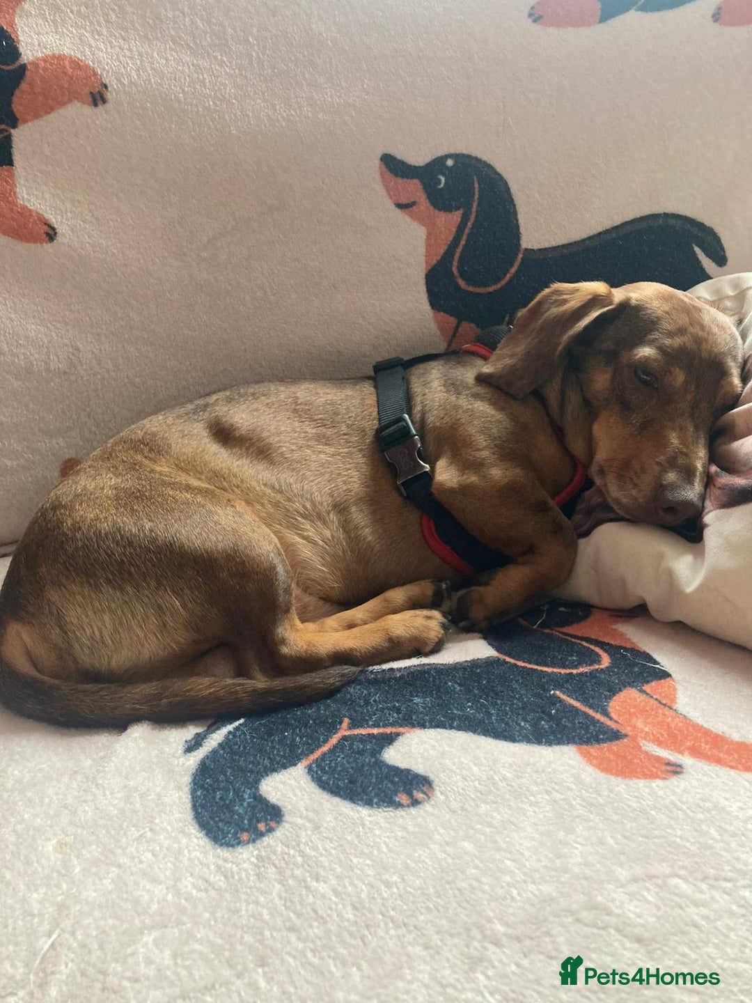 Dachshund dogs for sale: 3 male 2 female dashound puppies ready to go. - Image 24