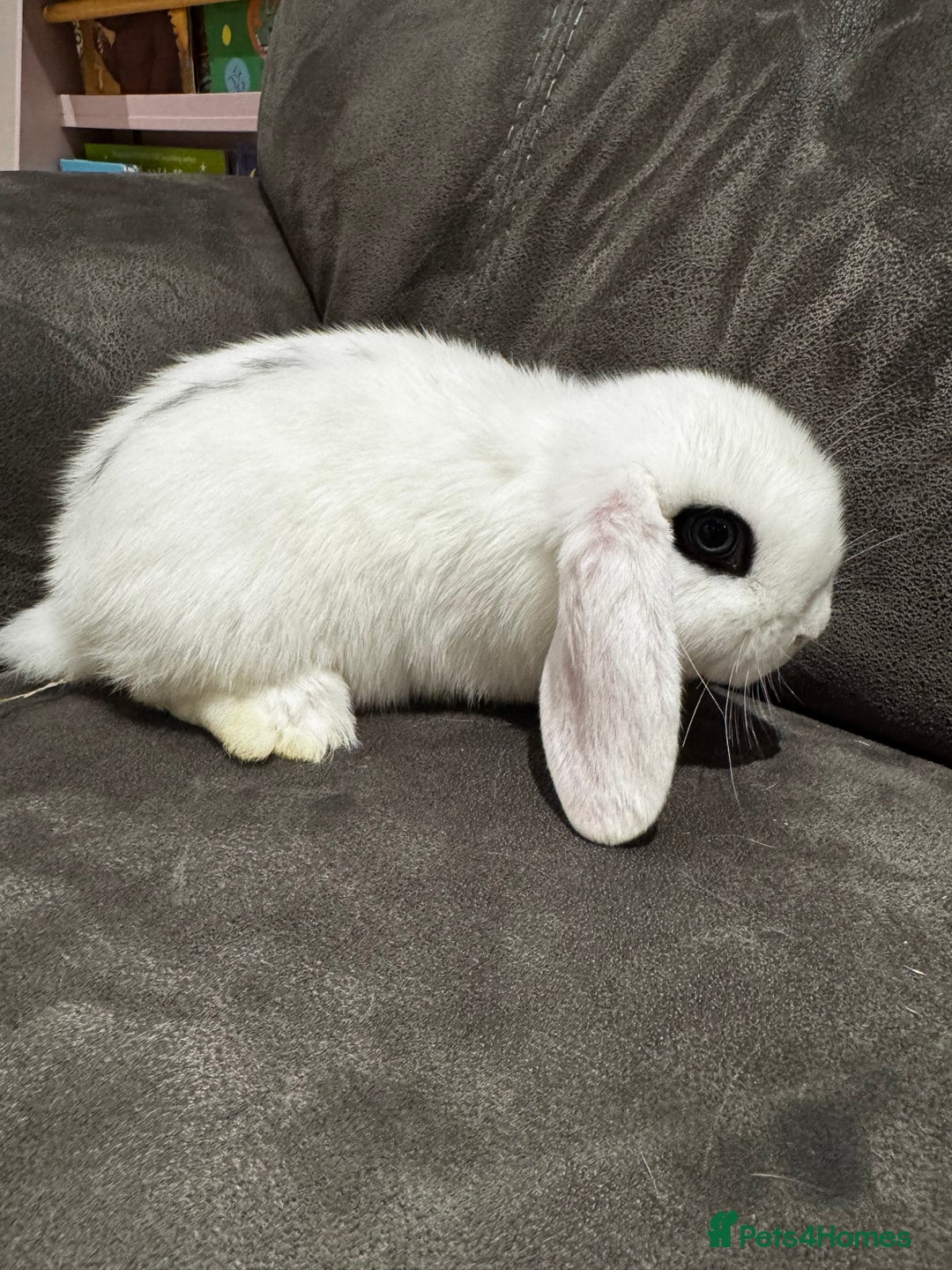 Mini Lop rabbits for sale: Mini Lop bunnies for sale  - Advert 3
