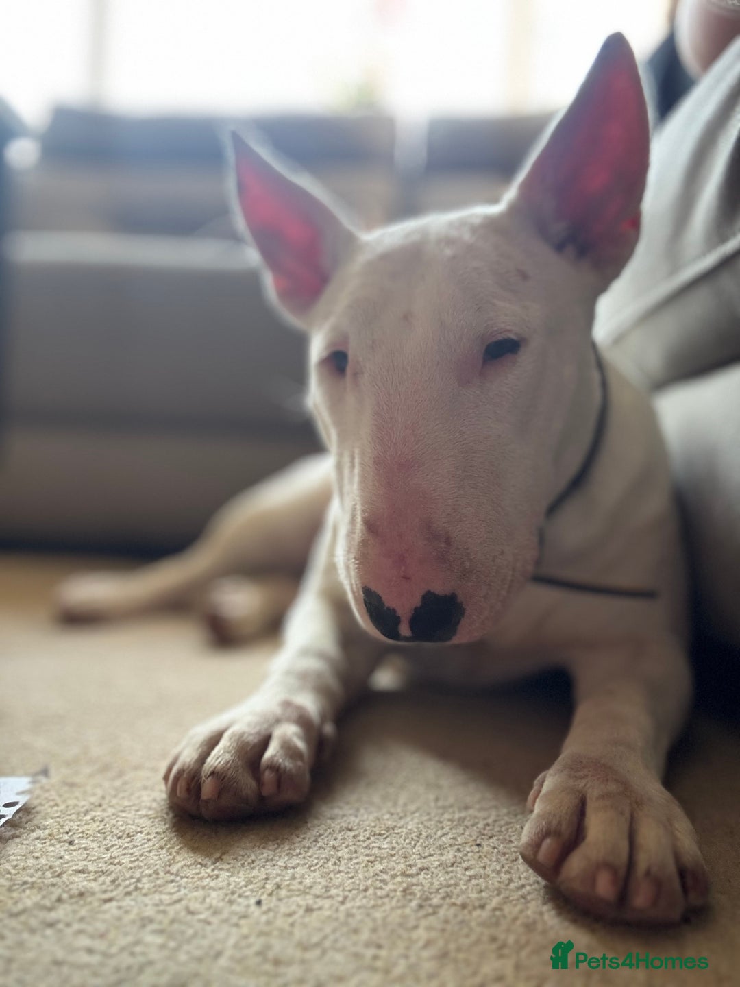 English Bull Terrier dogs for sale: Quality English bull terrier .  - Image 5