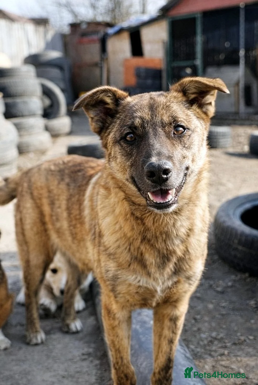 Mixed Breed dogs for adoption: PEPPER - a superb, gentle boy, for a Loving Home - Advert 1