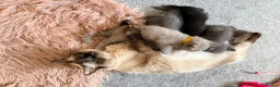 Ragdoll cats for sale: Ragdoll x British Shorthair blue kittens  - Advert 11