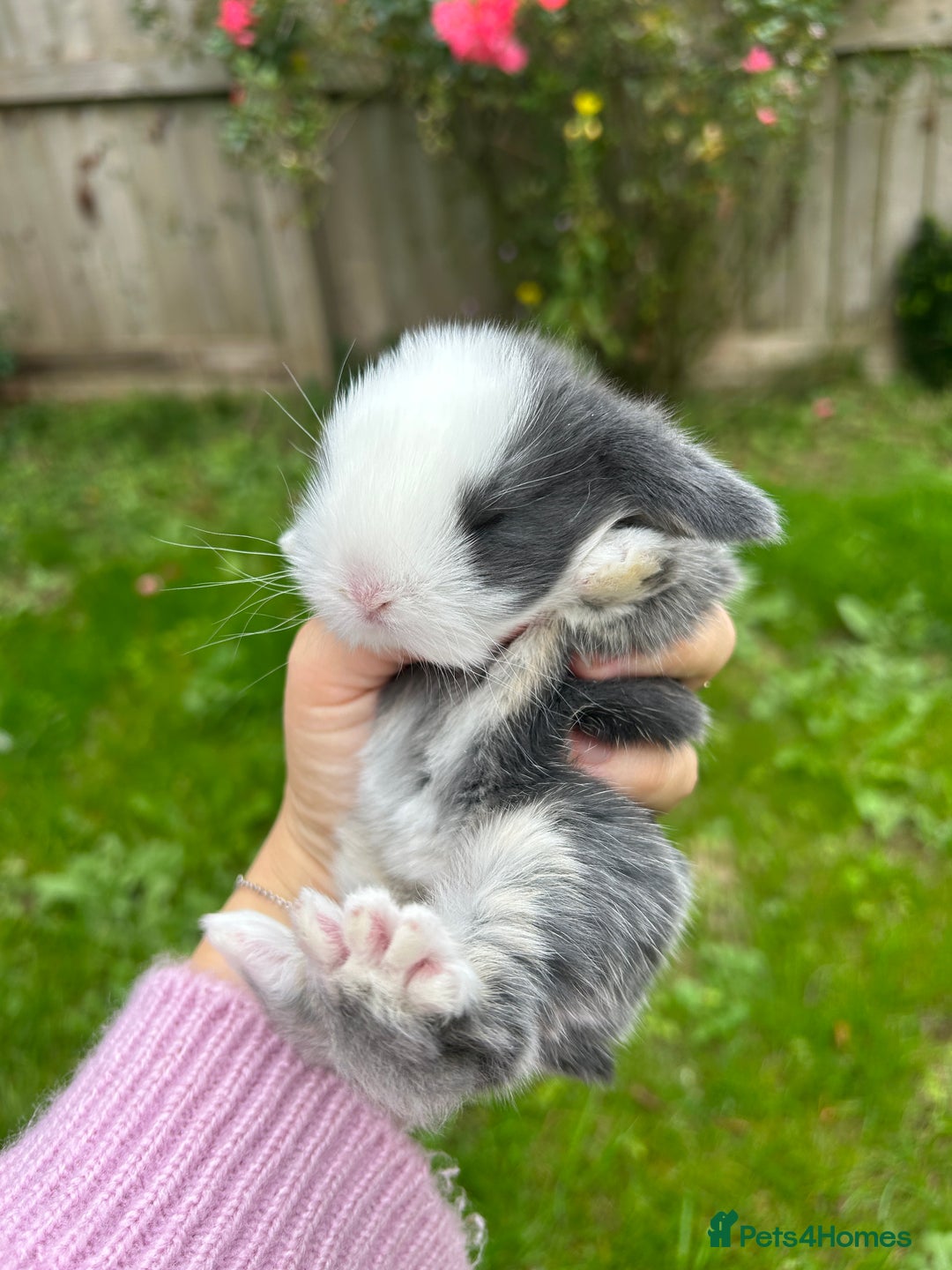 Mini Lop rabbits for sale: 3 beautiful mini lop rabbits for sale  - Image 6