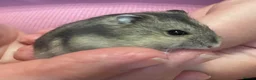 Hamster rodents for sale: Baby Winter White Russian hamsters (pure bred). - Advert 29