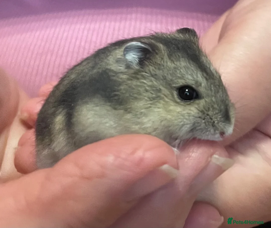 Hamster rodents for sale: Baby Winter White Russian hamsters (pure bred). - Advert 29