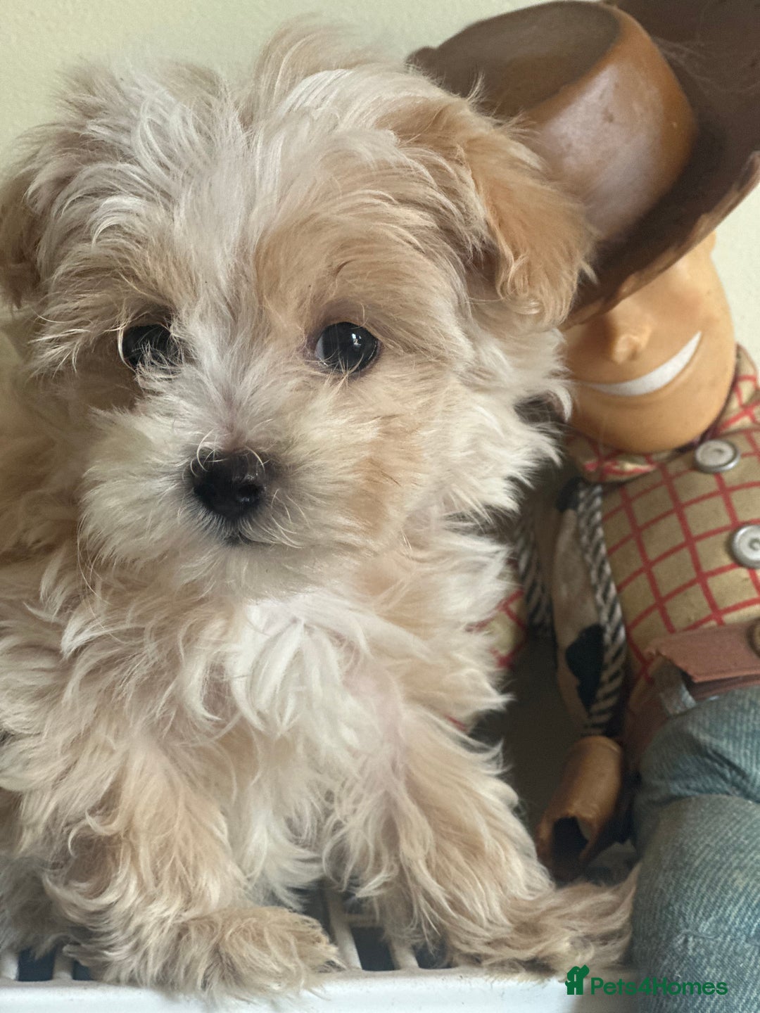 Maltipoo dogs for sale: F1 maltipoo - Image 5