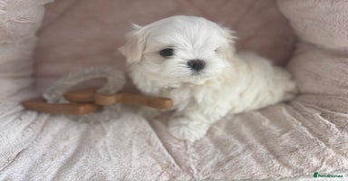 Maltese dogs - Advert 4