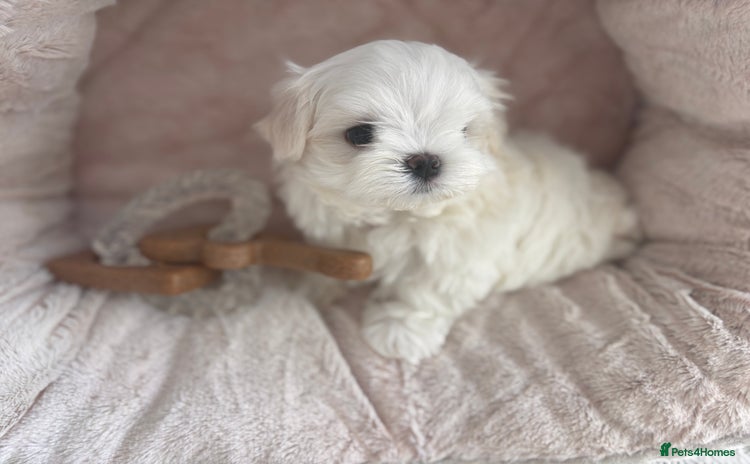Maltese dogs - Advert 1