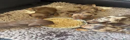 Miniature Dachshund dogs for sale: Gorgeous dachshund puppies  - Advert 7
