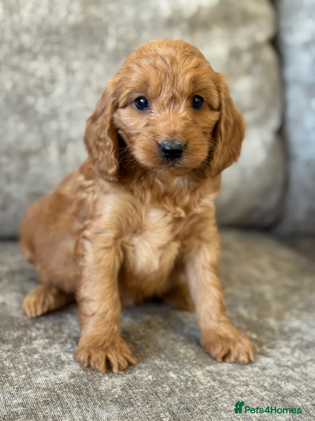 Cockapoo dogs for sale: BEAUTIFUL RED COCKERPOO LITTER  - Advert 2