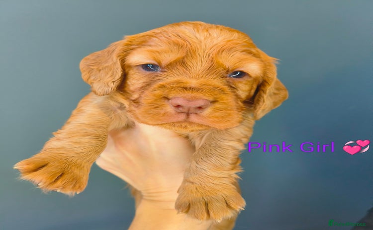 Cocker Spaniel dogs Working Cocker Spaniel Puppies Ready 19th December - Advert 2