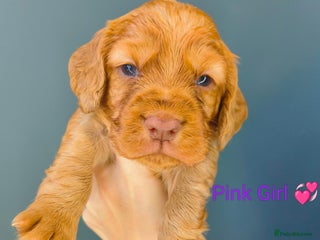 Cocker Spaniel dogs Working Cocker Spaniel Puppies Ready 19th December - Advert 11