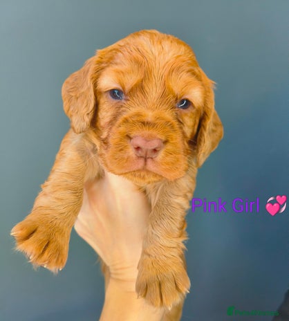 Cocker Spaniel dogs Working Cocker Spaniel Puppies Ready 19th December - Advert 2
