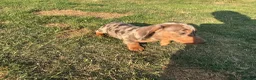 Miniature Dachshund dogs for sale: Miniature dachshund pups.KC reg&council licensed - Advert 11