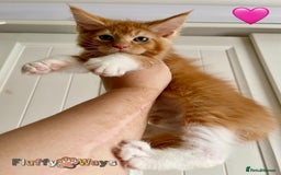 Maine Coon cats for sale: 🐾🦁 *TICA REG* GINGER MAINE COON KITTENS🦁🐾 - Image 12