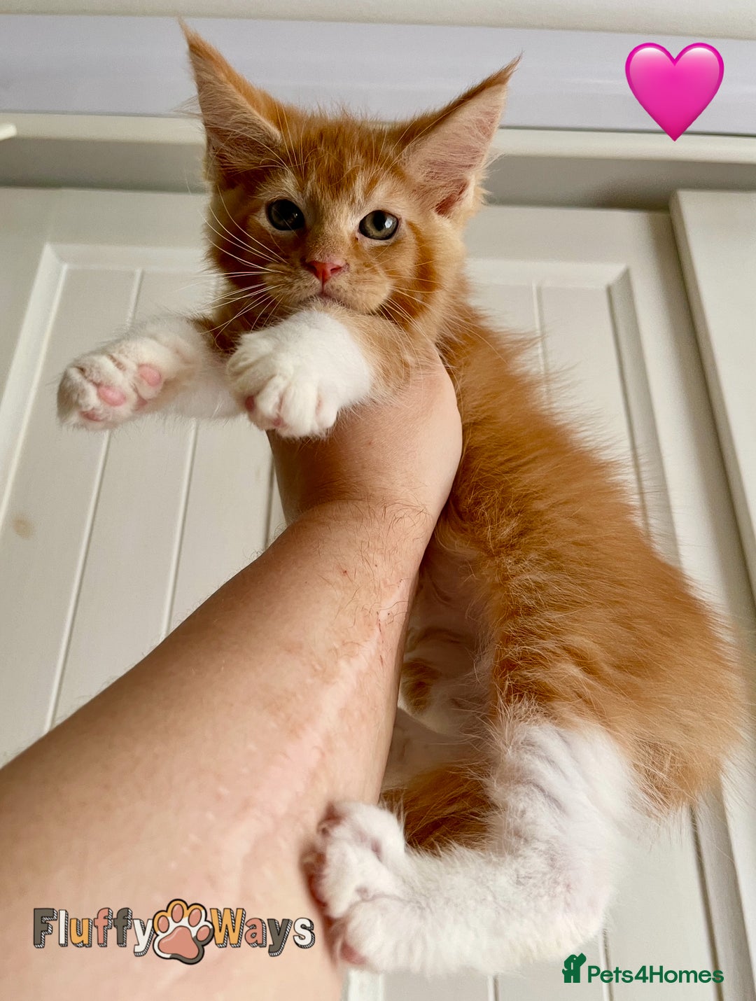 Maine Coon cats for sale: 🐾🦁 *TICA REG* GINGER MAINE COON KITTENS🦁🐾 - Image 12