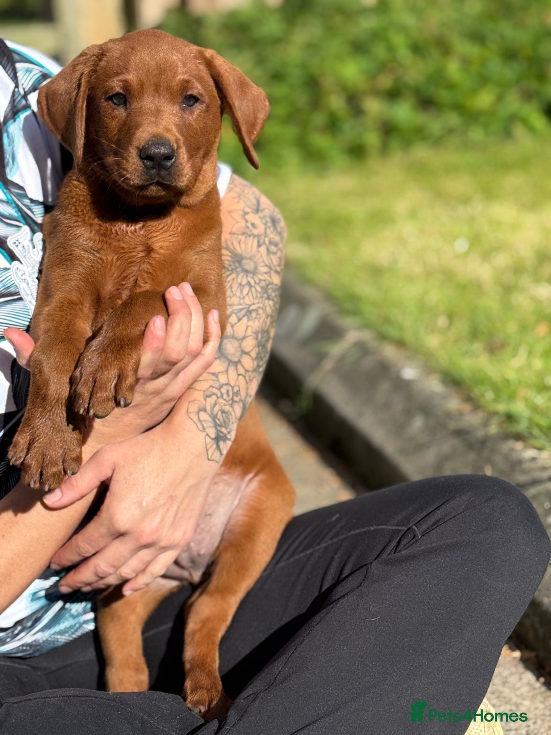 Labrador Retriever dogs for sale: Fox Red /  Mahogany Labradors  - Image 24