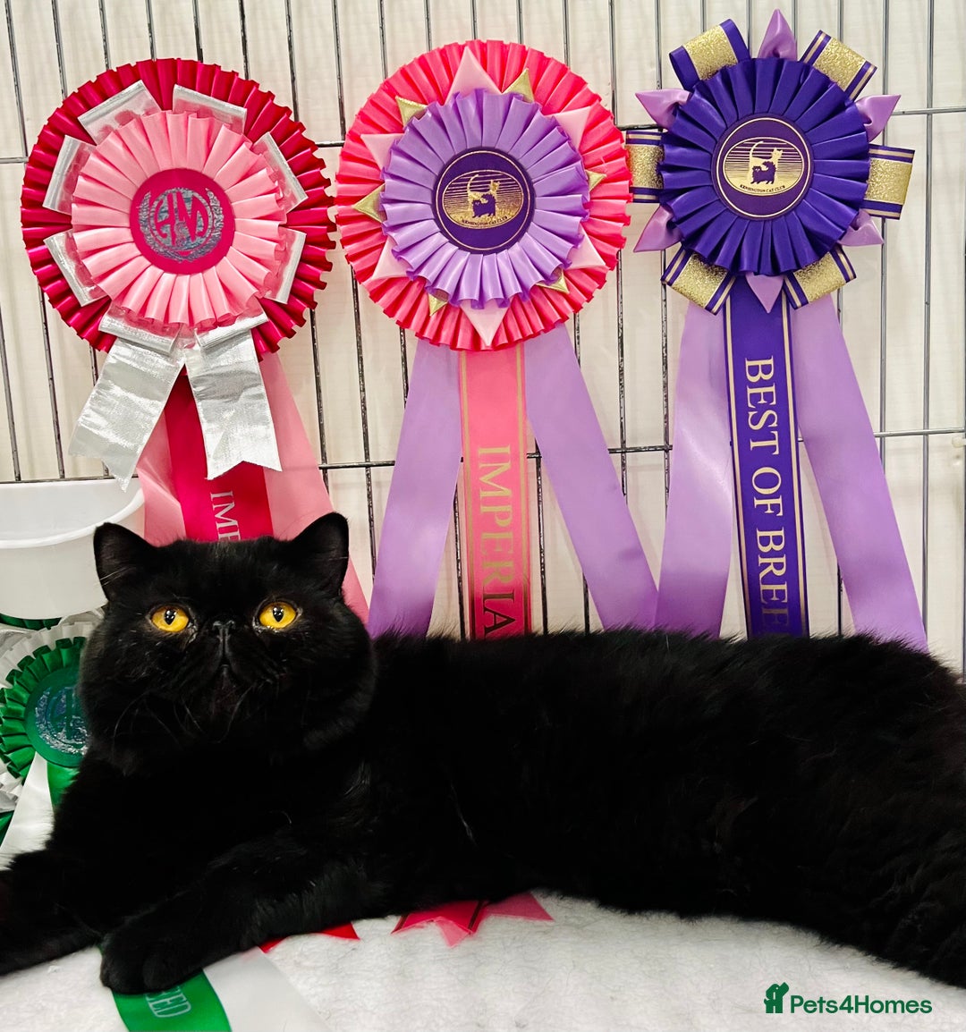 Exotic cats for sale: Stud boy for retirement home - Image 3