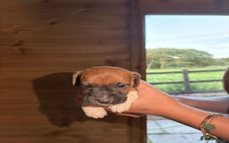 Jack Russell dogs for sale: Jack Russell puppies 5 boys left - Image 9