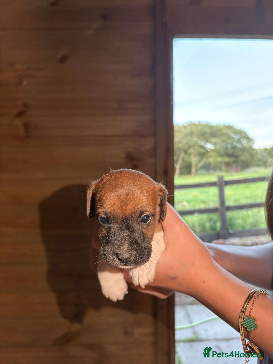Jack Russell dogs for sale: Jack Russell puppies 5 boys left - Image 9