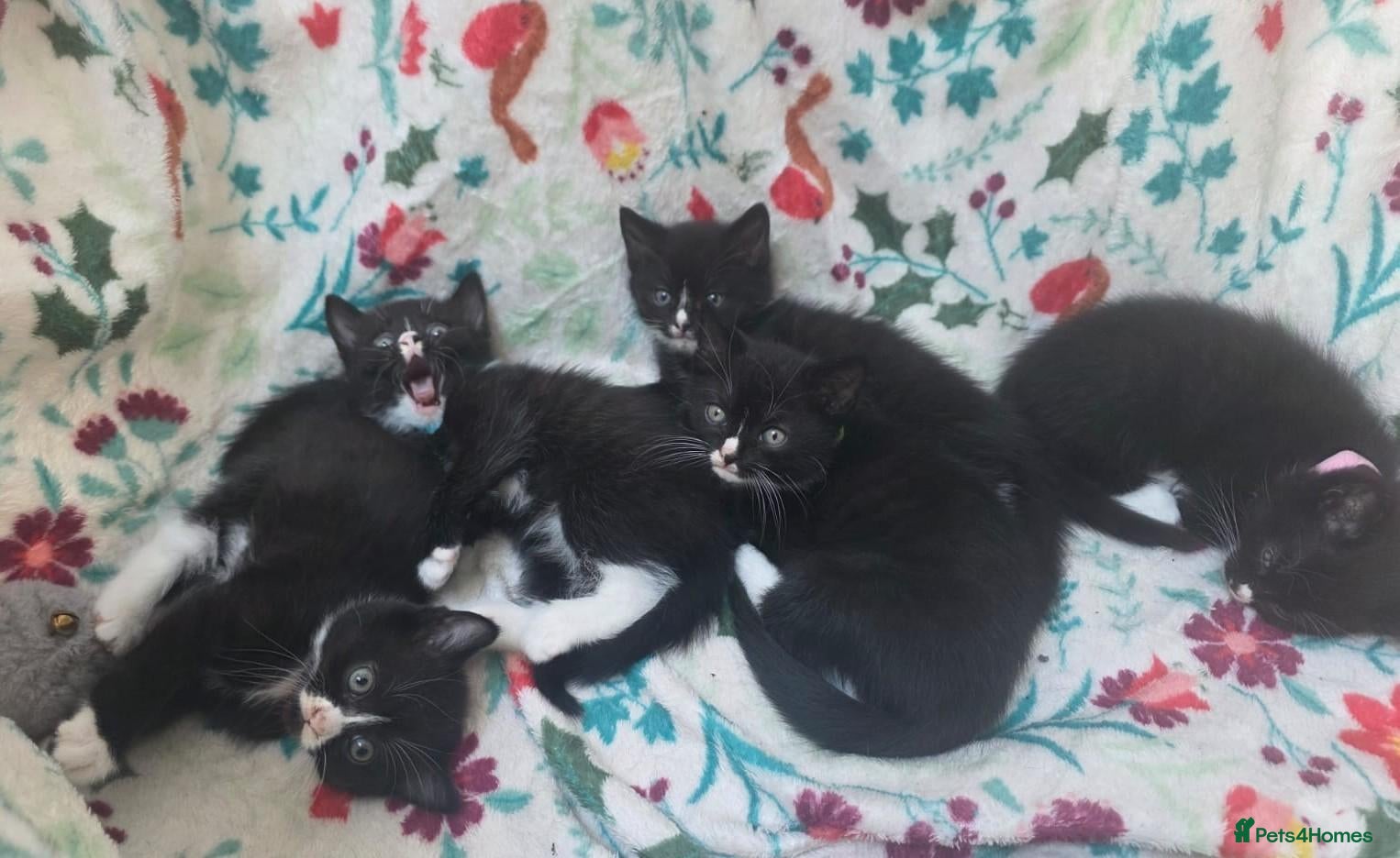 Mixed Breed cats Gorgeous BSH cross Black & White Kittens  - Advert 6