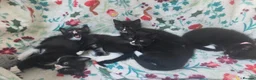 British Shorthair cats for sale: Gorgeous BSH cross Black & White Kittens  - Advert 16