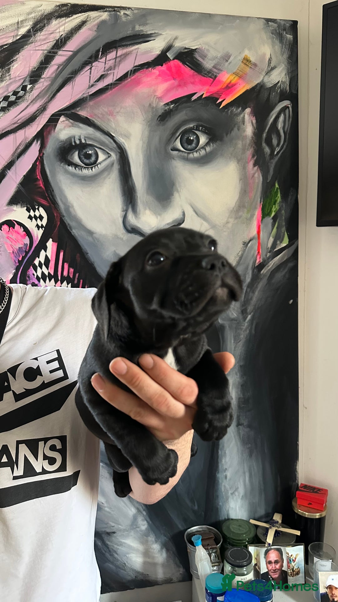 Staffordshire Bull Terrier dogs for sale: Litter - Image 3