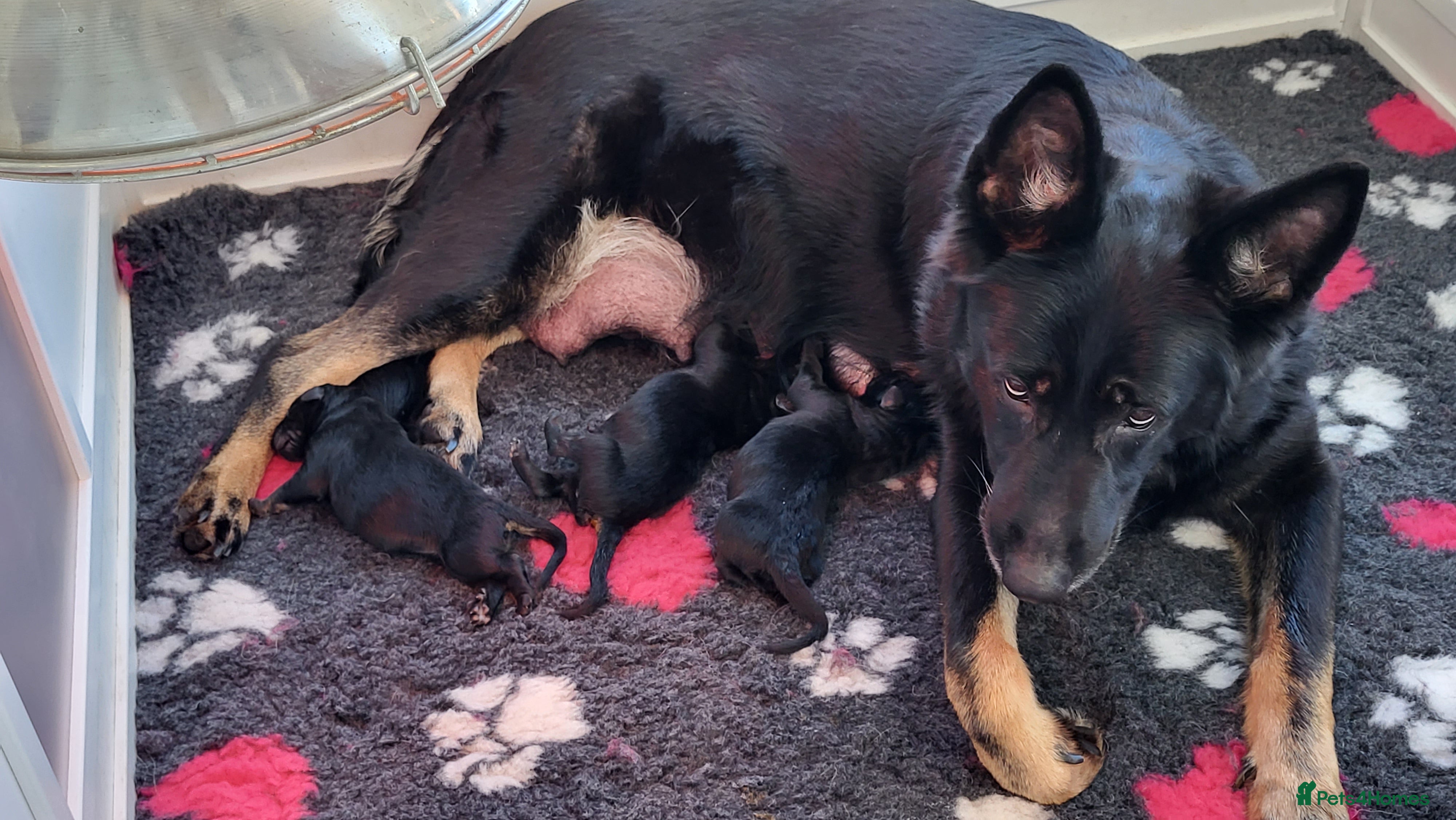 German Shepherd dogs Stunning GSD Litter - Advert 3
