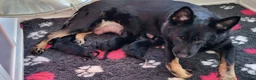 German Shepherd dogs for sale: Stunning GSD Litter - Advert 1