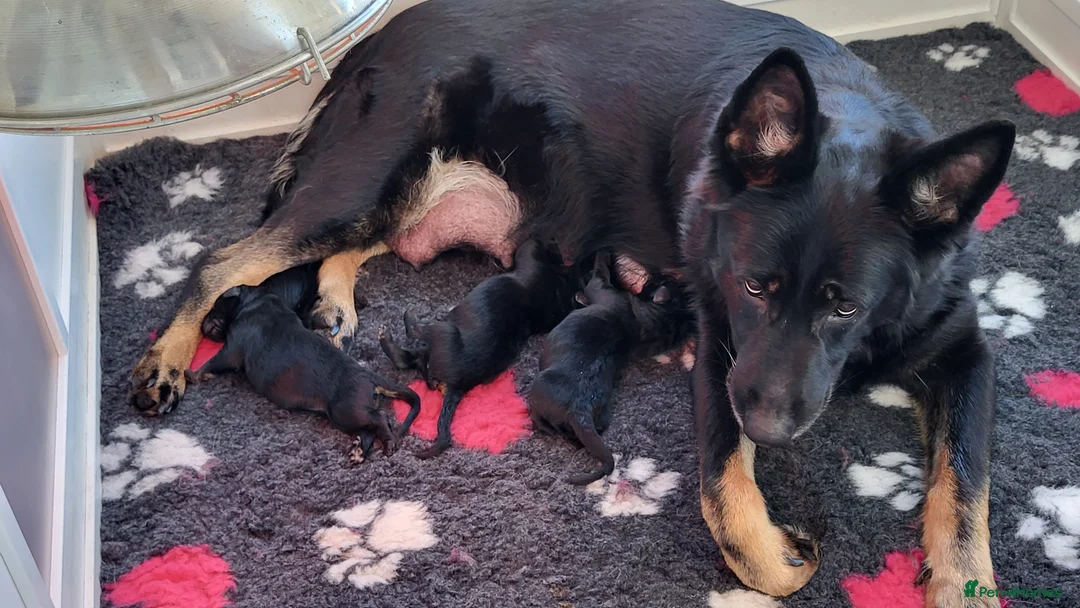German Shepherd dogs for sale: Stunning GSD Litter - Advert 1