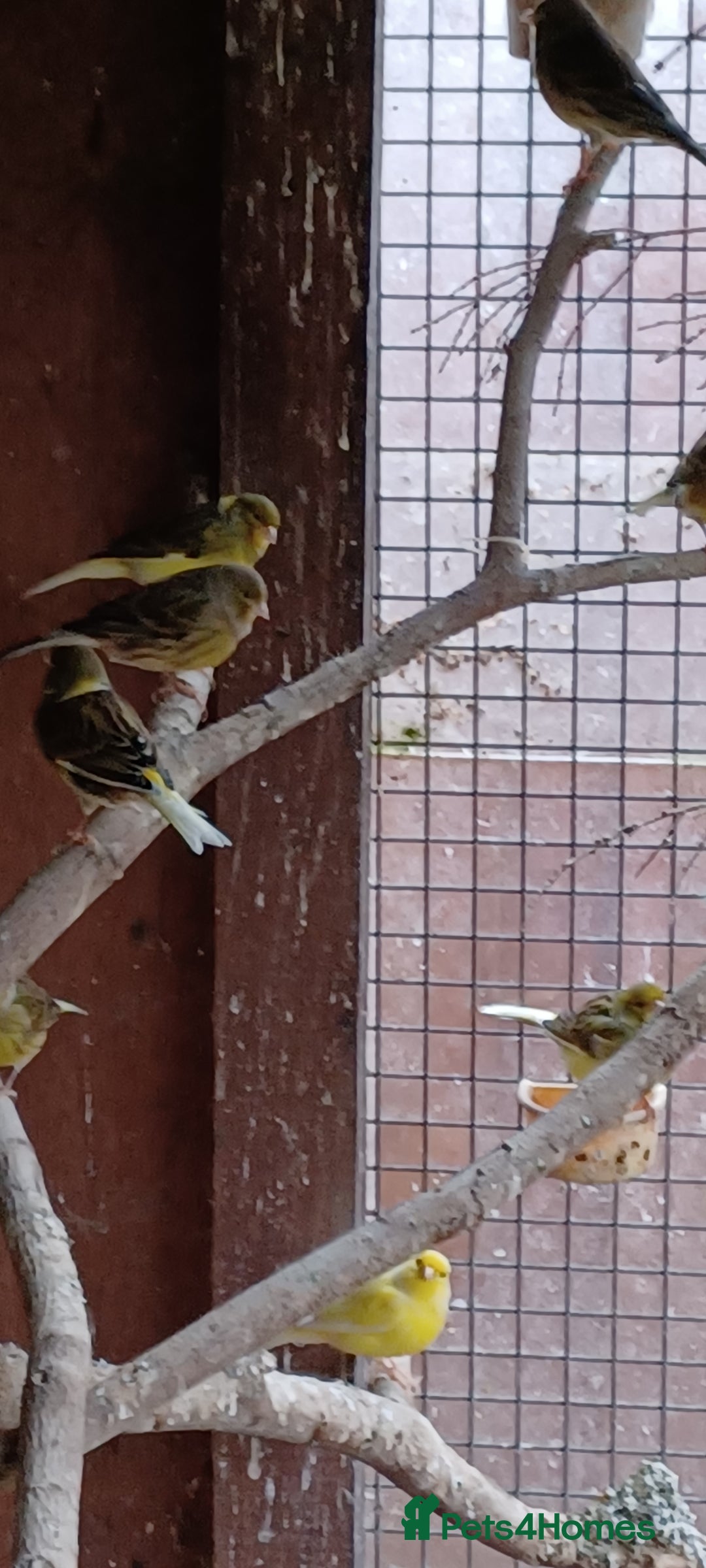 Canaries birds for sale: Mixed canaries  - Advert 4