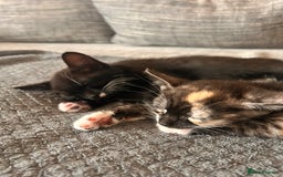 Domestic Shorthair cats for sale: Two kittens  - Image 4
