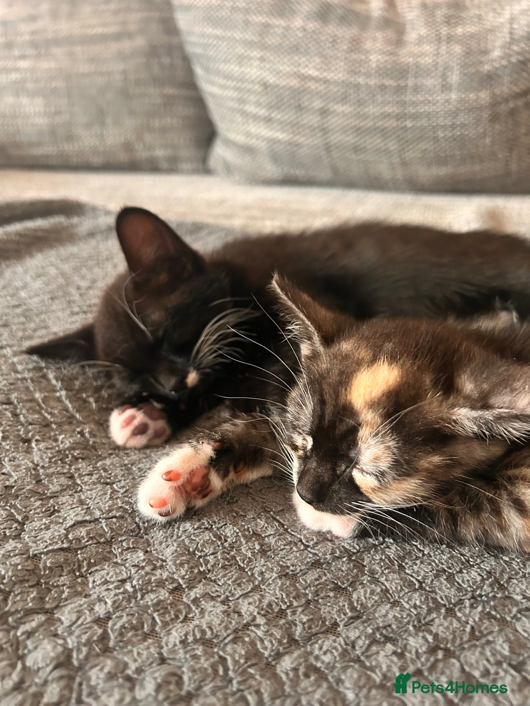 Domestic Shorthair cats for sale: Two kittens  - Image 4