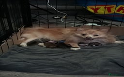 Mixed Breed dogs for sale: Pomeranian x Dachshund puppies available! - Image 3