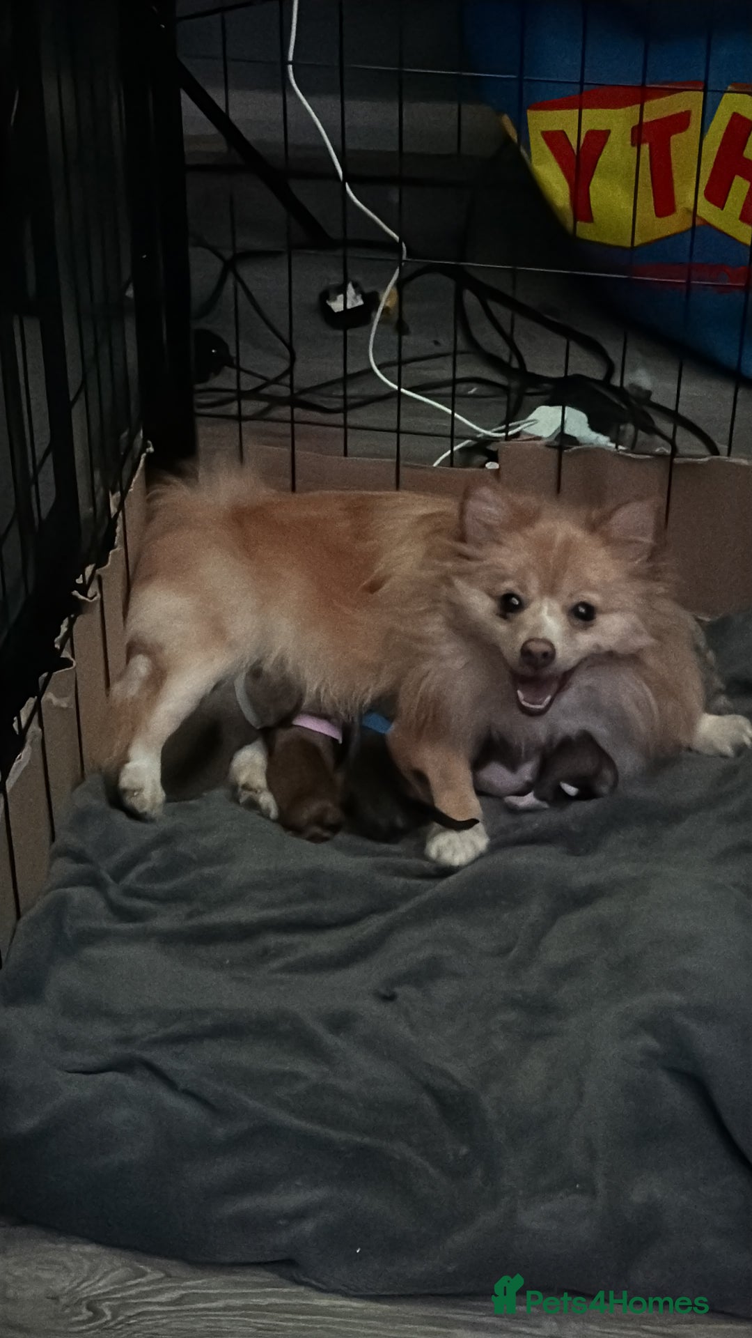 Mixed Breed dogs for sale: Pomeranian x Dachshund puppies available! - Image 3