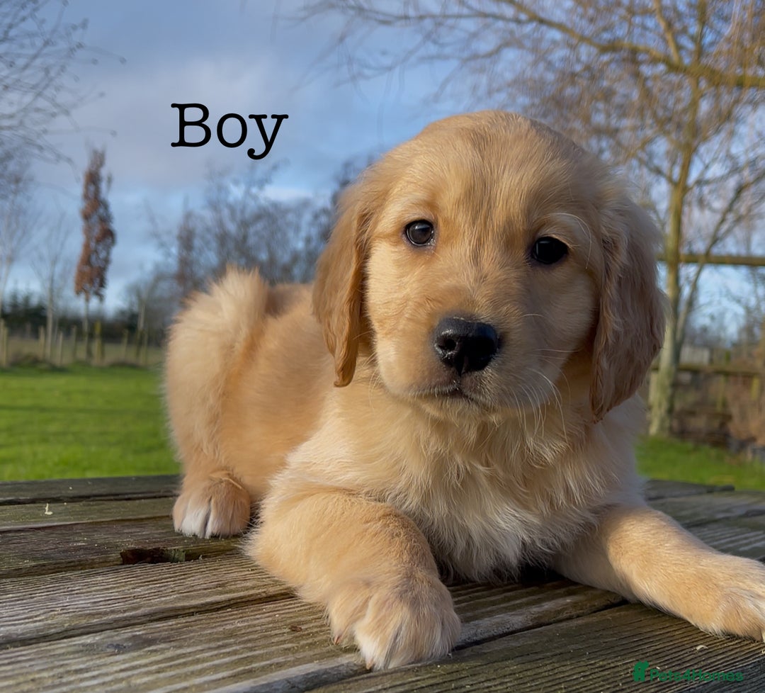 Golden Retriever dogs for sale: KC Registered Red/Golden Retriever Puppies - Advert 3