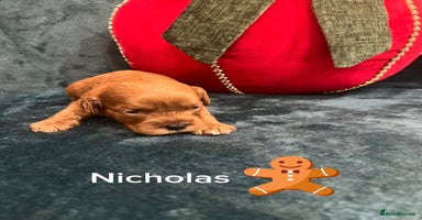 Cavapoo dogs ✨Beautiful Toy Cavapoo Puppies KC Reg parents✨ - Advert 15