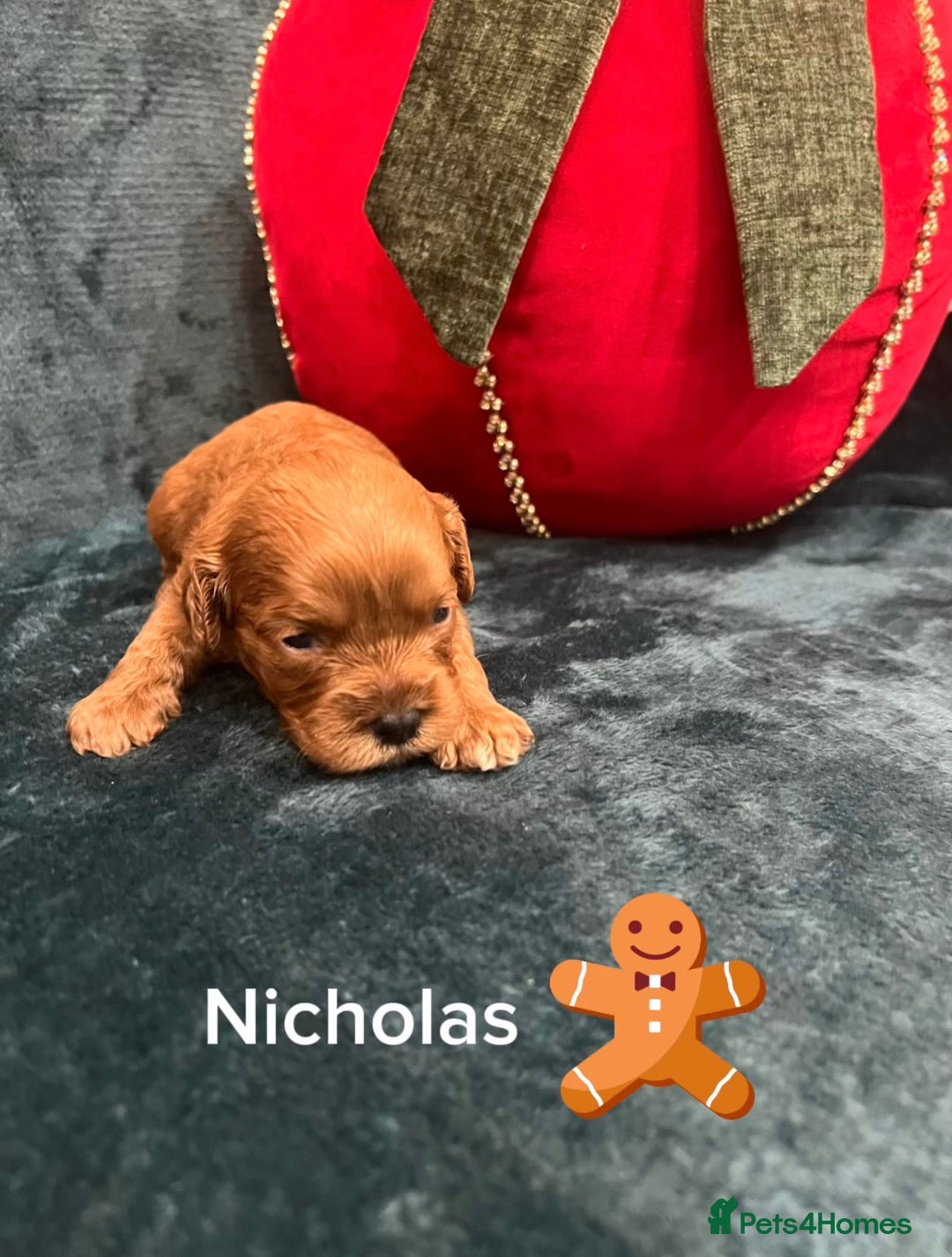 Cavapoo dogs for sale: ✨Beautiful Toy Cavapoo Puppies KC Reg parents✨ - Advert 16