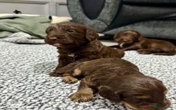 Cockapoo dogs for sale: F1 Cockerpoo’s  - Image 10