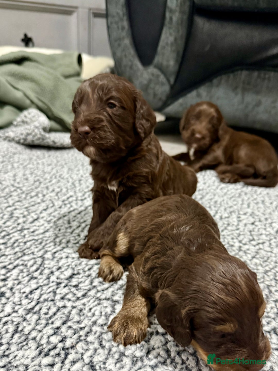 Cockapoo dogs for sale: F1 Cockerpoo’s  - Image 10