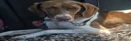 Mixed Breed dogs for adoption: Flora the sweet 4 year old pointer X  in East Grinstead - Advert 6