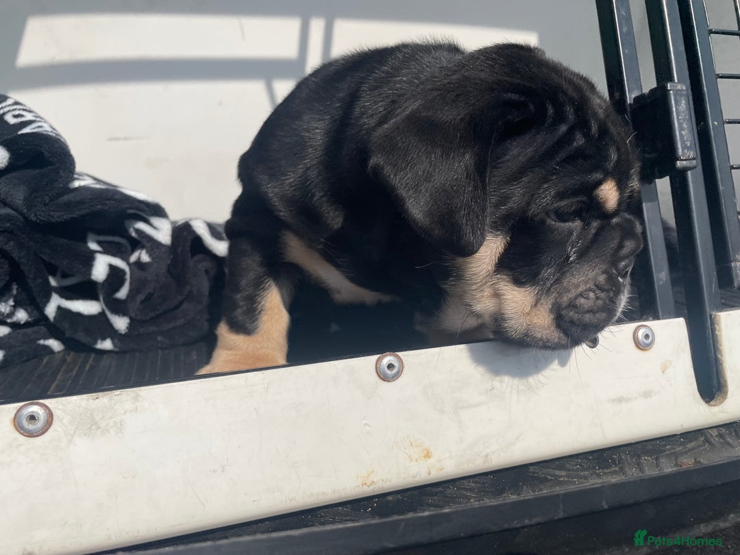 English Bulldog dogs for sale: Black/tan male reduced  - Image 1