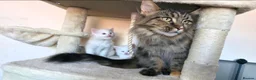 Maine Coon cats for sale: Maine coone kittens in Doncaster - Advert 4