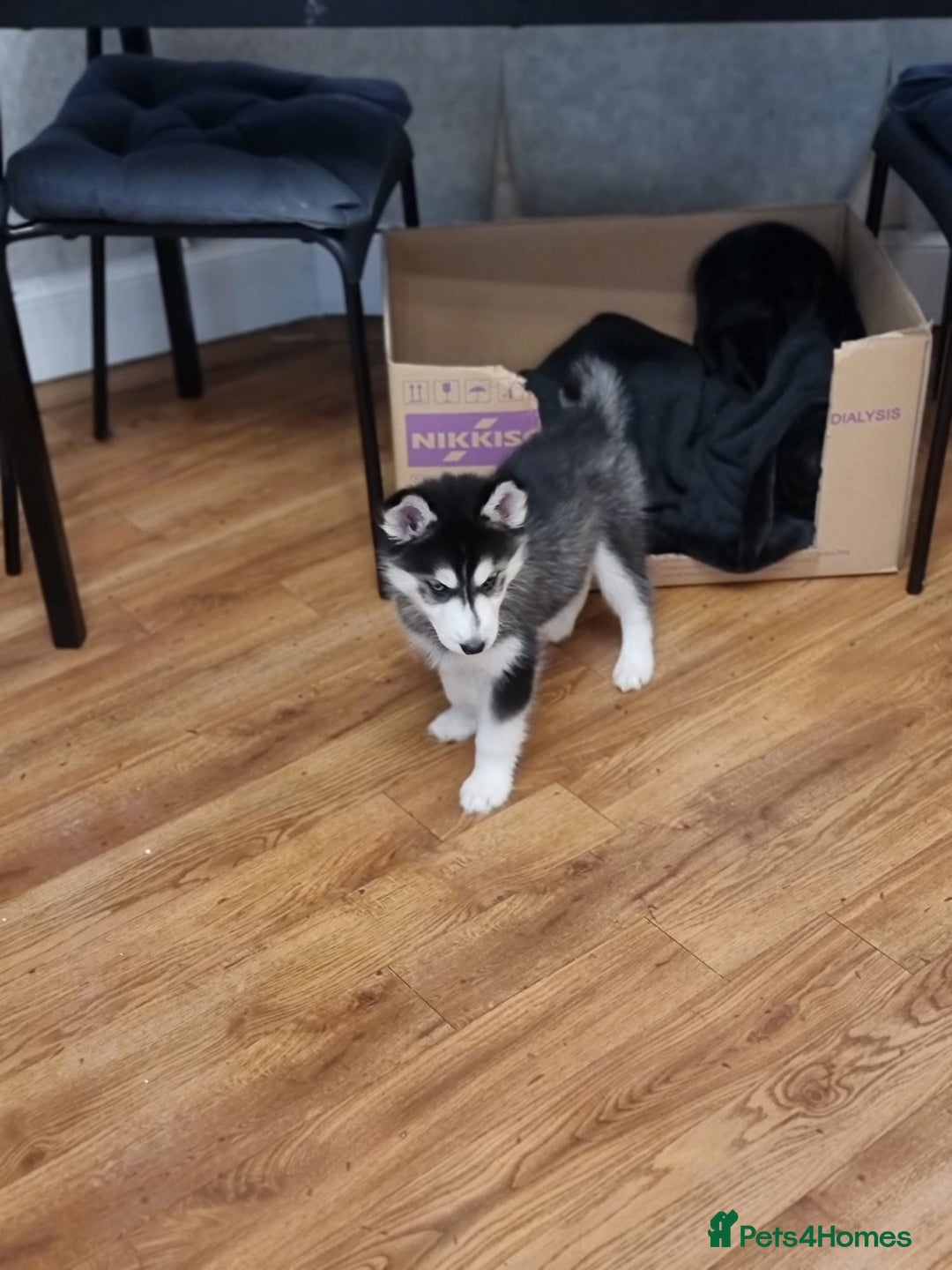 Siberian Husky dogs for sale: Siberian Husky Puppies/8 Weeks Old Glasgow 600each - Advert 9