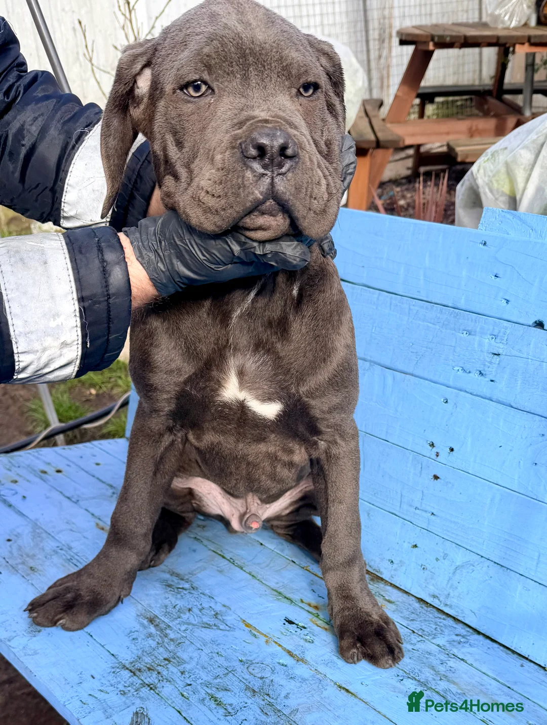 Cane Corso dogs for sale: Beautiful Cane Corso puppies available - Advert 11