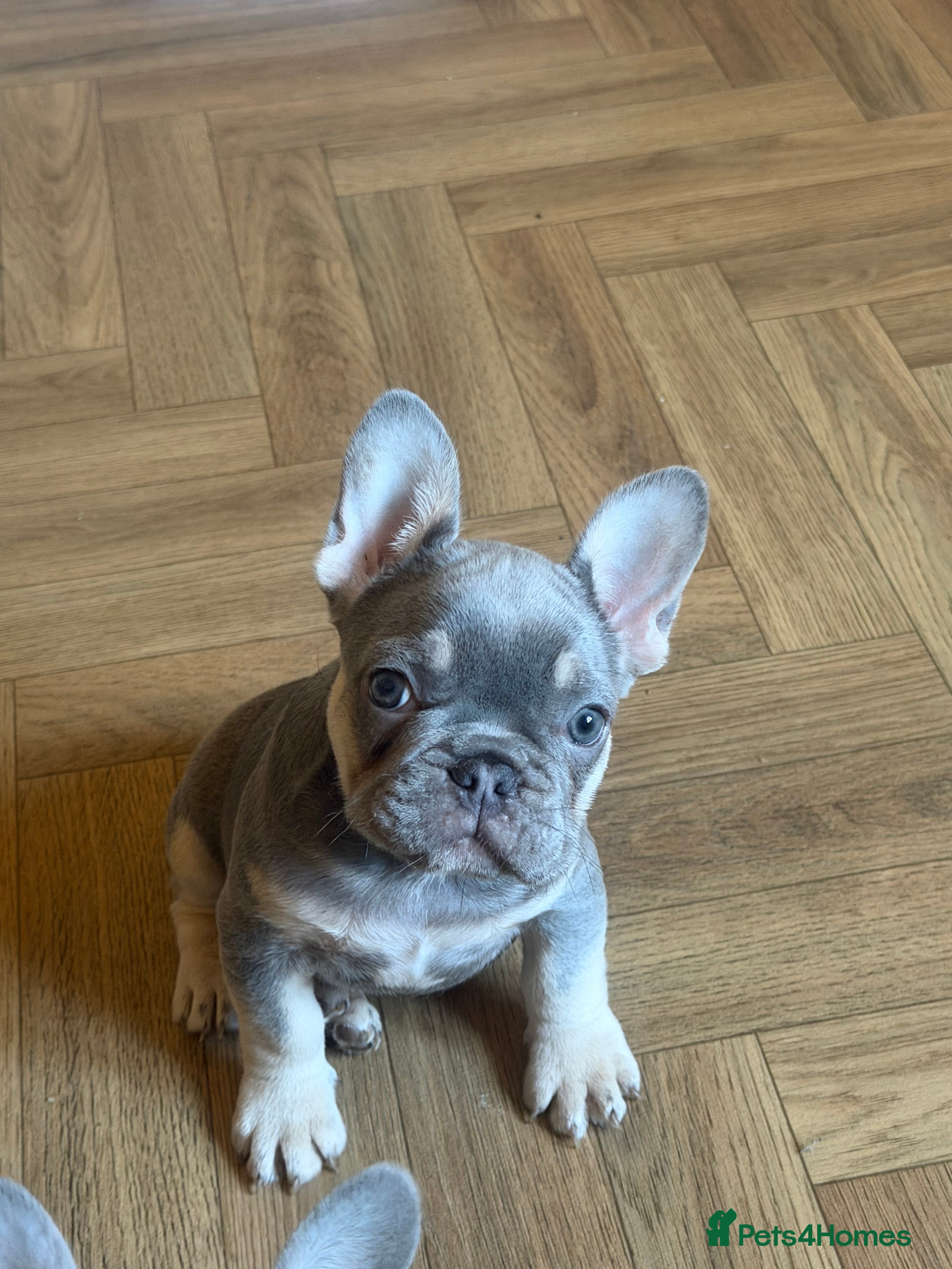 French Bulldog dogs Qaulity French bulldogs  - Advert 1