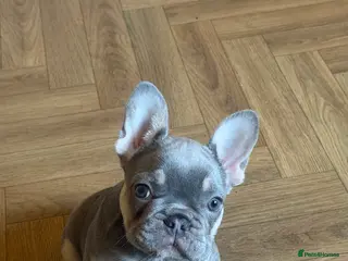 French Bulldog dogs Qaulity French bulldogs - Advert 1