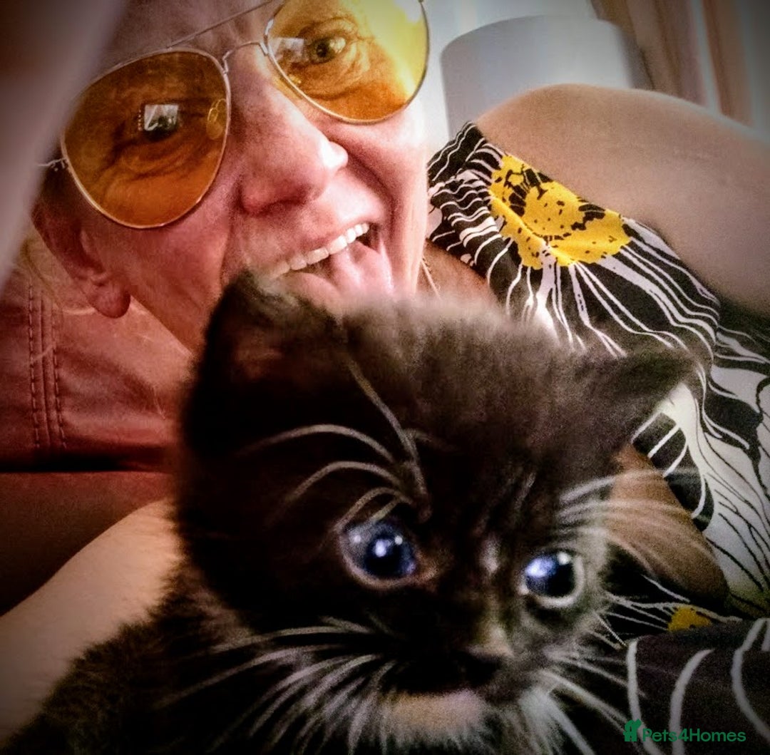 Maine Coon cats for sale: Exceptional Maine Coon x BSH Kittens Available Now - Image 6