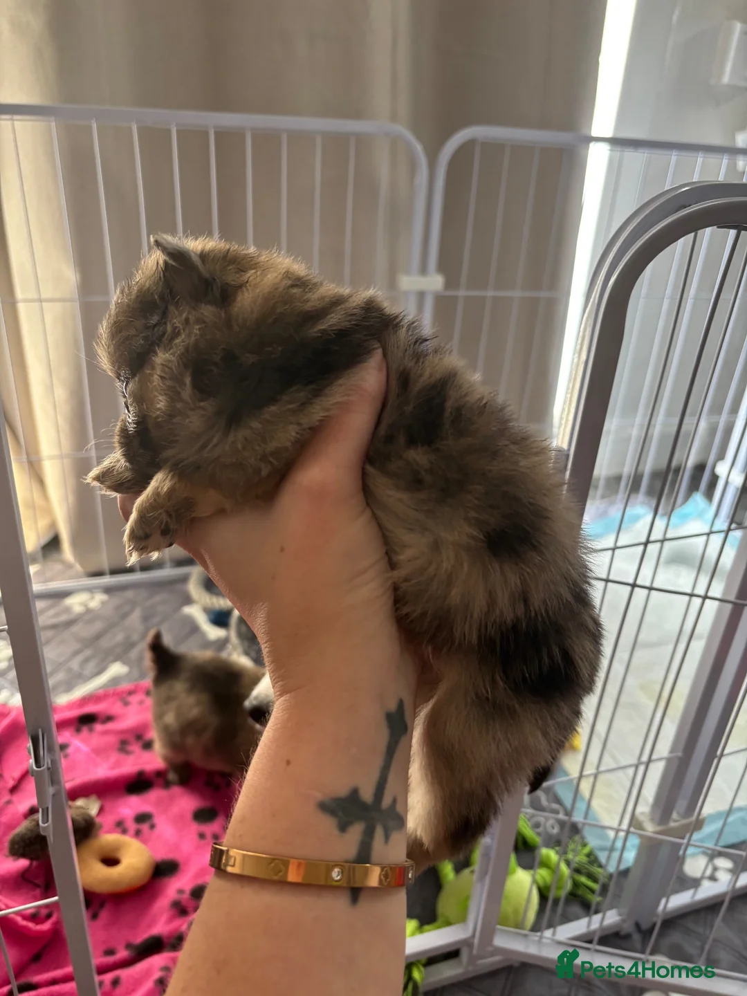 Pomeranian dogs for sale: Pomeranian puppies  in Bishop Auckland - Advert 10