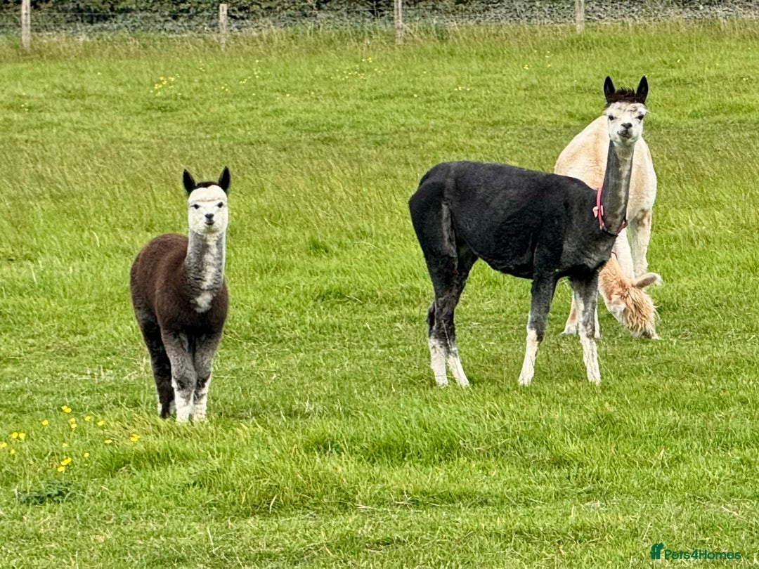 Alpaca livestock for sale: Alpaca Cria’s males - Advert 1